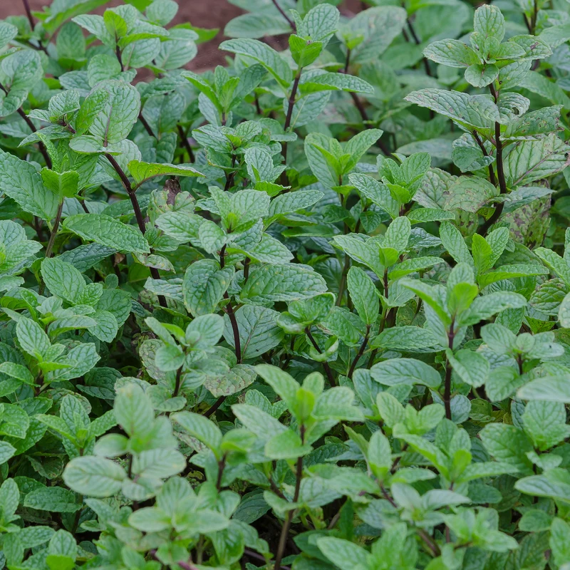 Menthe poivrée