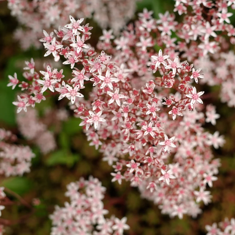 Sedum blanc tapissant