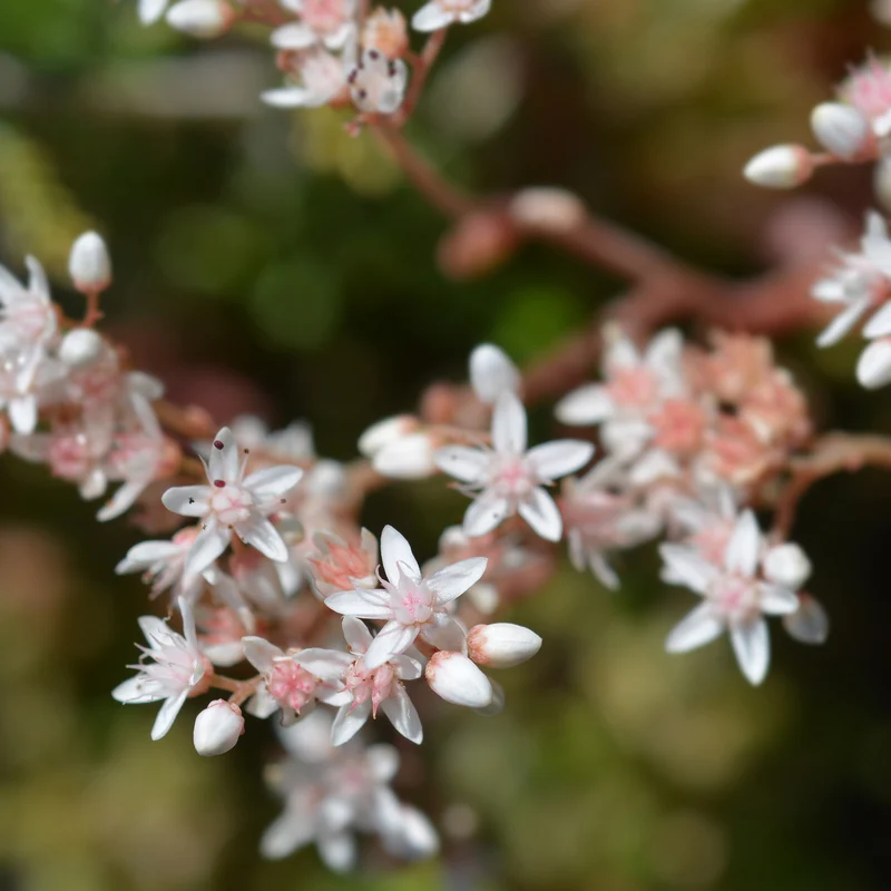 Sedum blanc tapissant