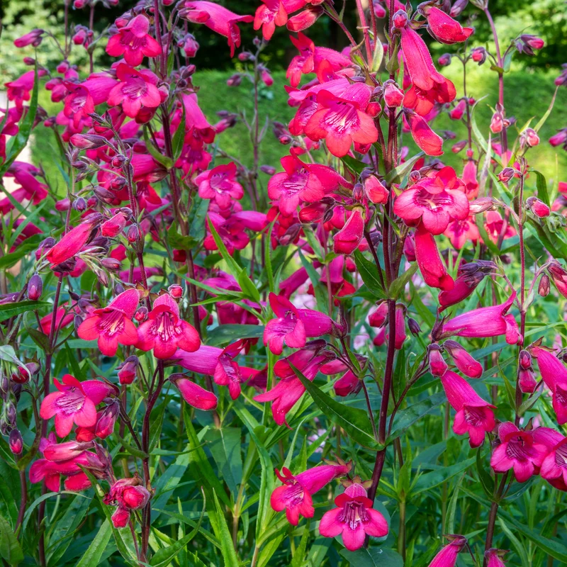 Galane Schoenholzeri - Penstemon
