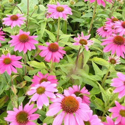 Echinacée pourpre Pow Wow Wild Berry