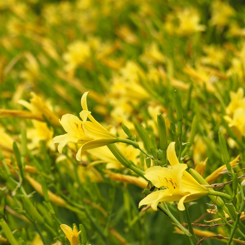 Hémérocalle citrina