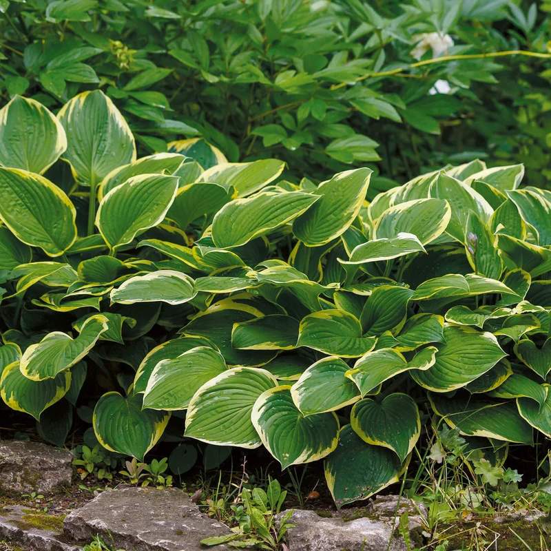 Hosta Aureomarginata