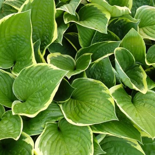 Hosta Aureomarginata