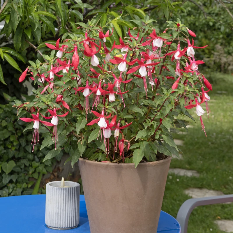 Fuchsia Mme Cornelissen