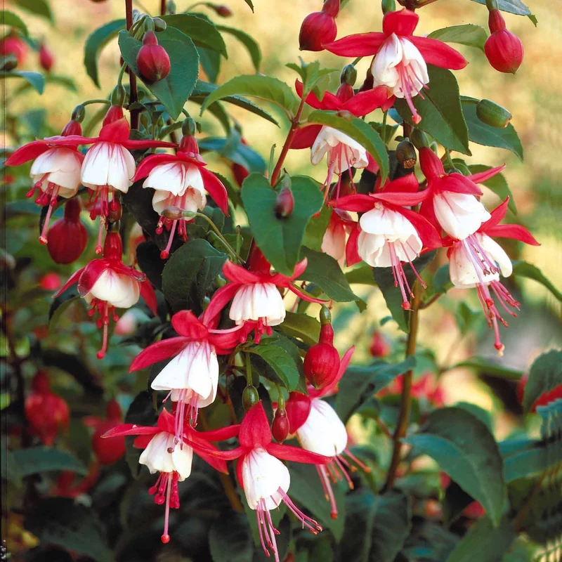 Fuchsia Mme Cornelissen