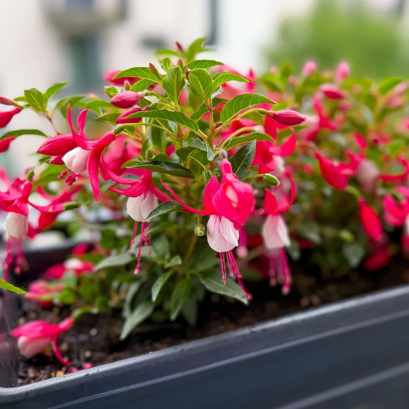 Fuchsia Mme Cornelissen