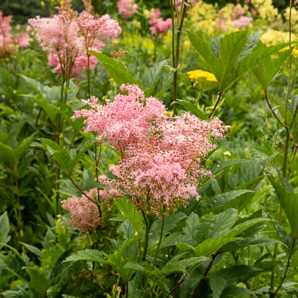 Filipendule rouge Venusta - Reine des près