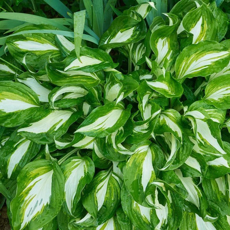 Hosta à feuilles ondulées Mediovariegata