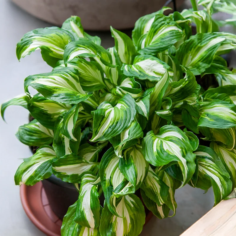 Hosta à feuilles ondulées Mediovariegata
