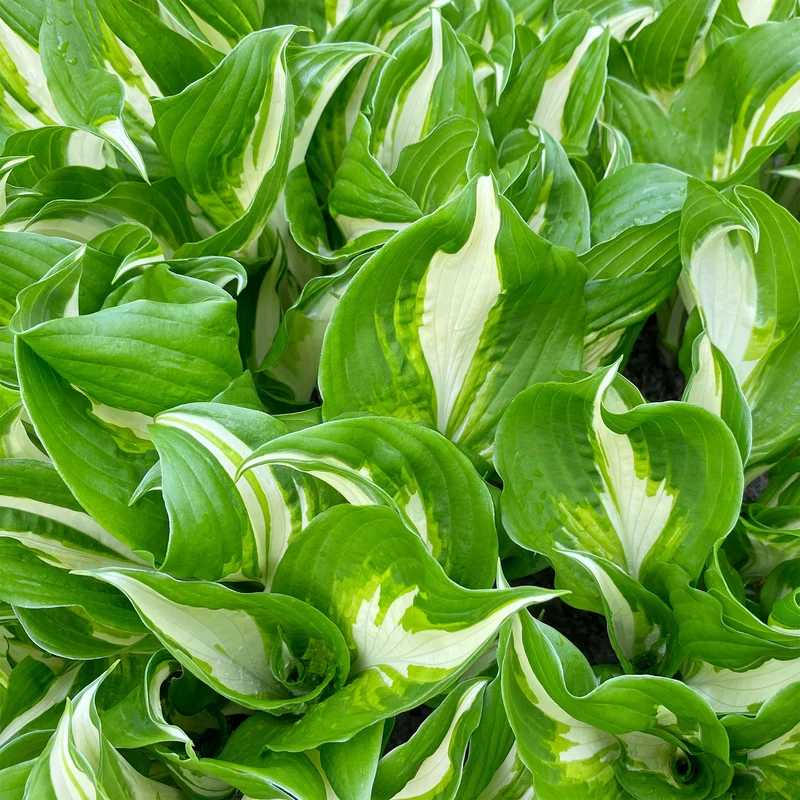 Hosta à feuilles ondulées Mediovariegata