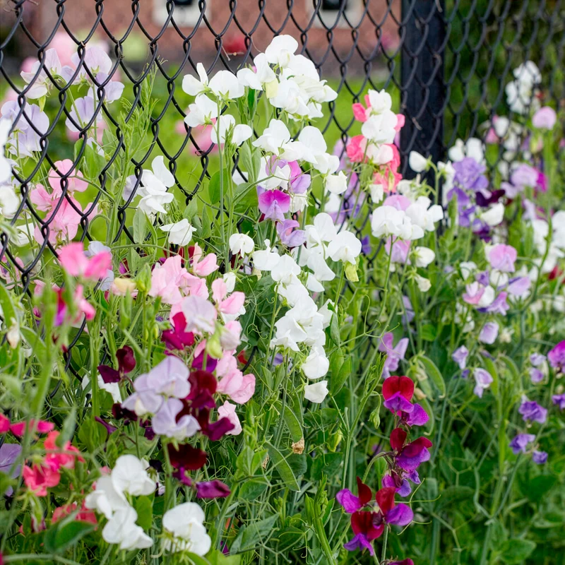 Pois de senteur à grandes fleurs en mélange Bio