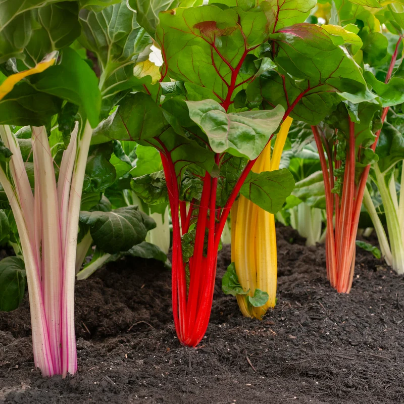 Poirées à cardes colorées en mélange