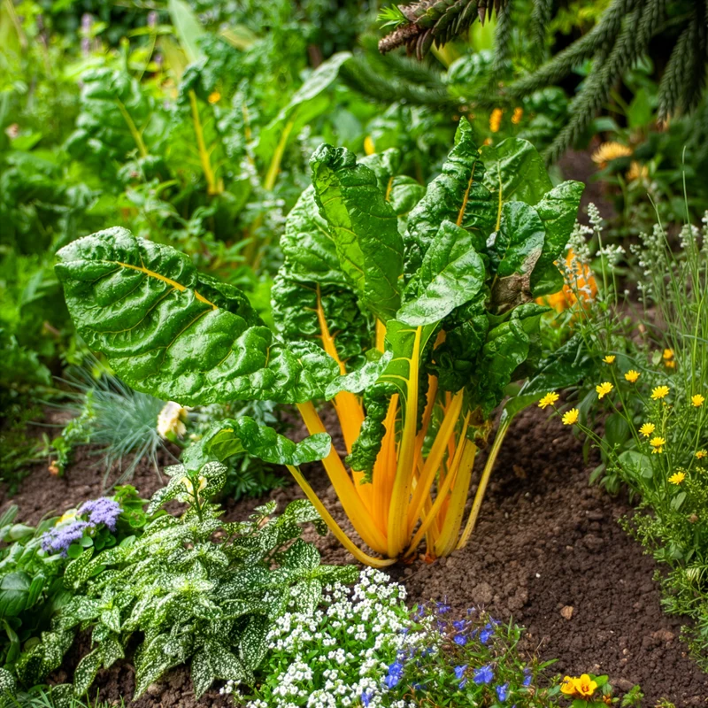 Poirées à cardes colorées en mélange
