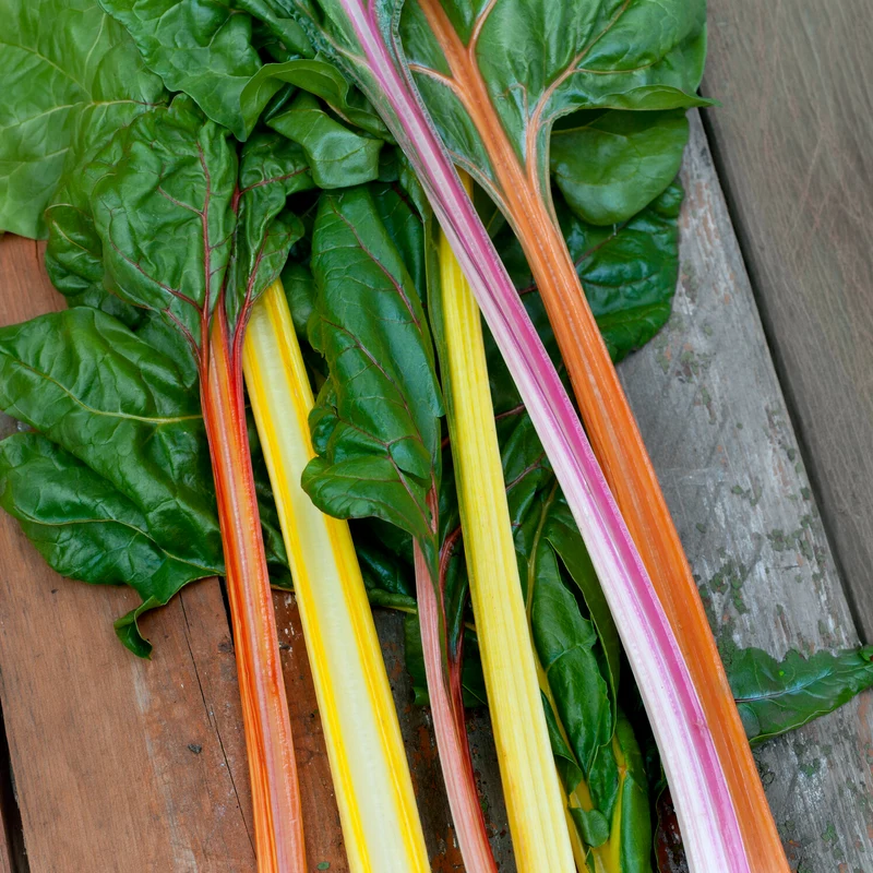 Poirées à cardes colorées en mélange