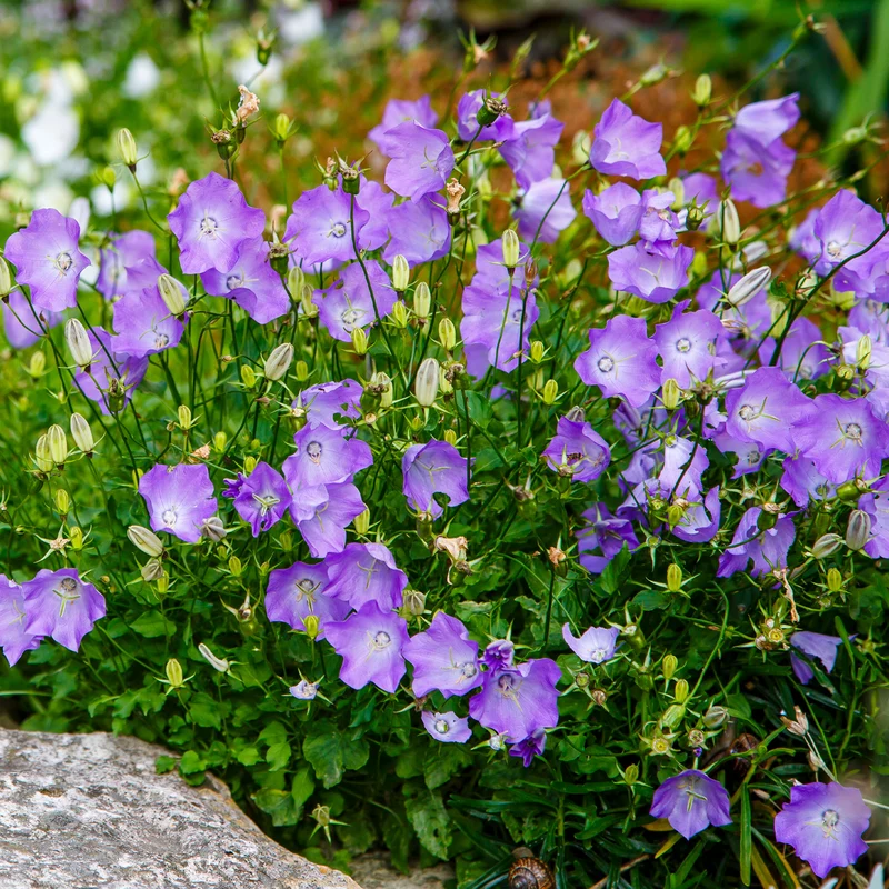Campanule des Carpates Blaue Clips