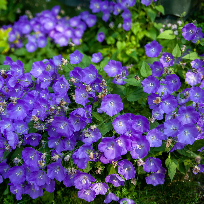 Campanule des Carpates Blaue Clips