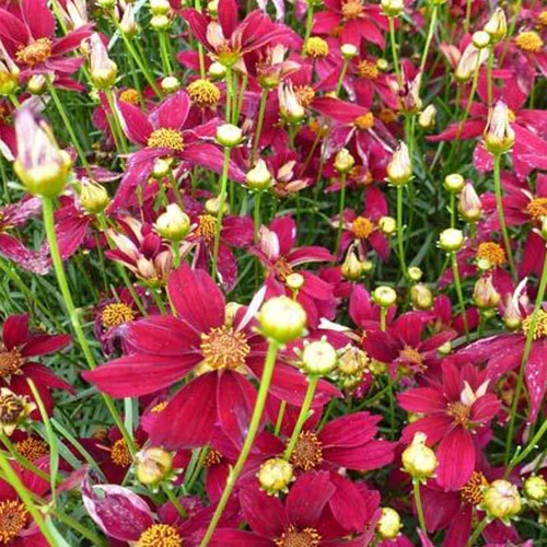 Coreopsis verticillé Red Satin