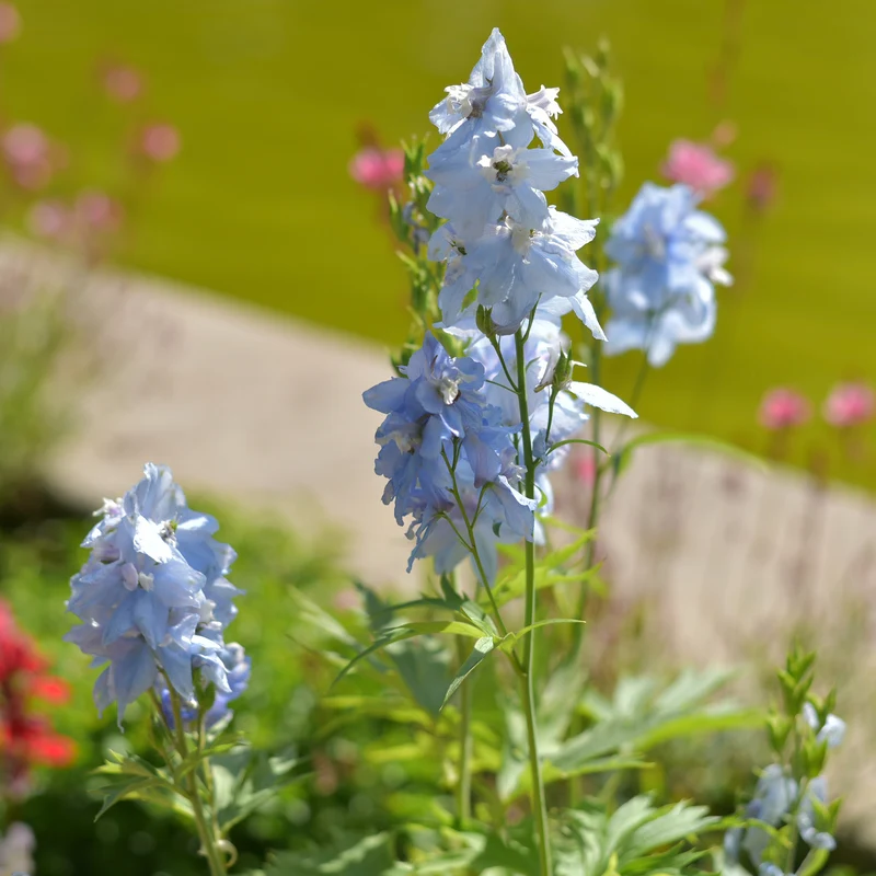 Delphinium Cliveden Beauty