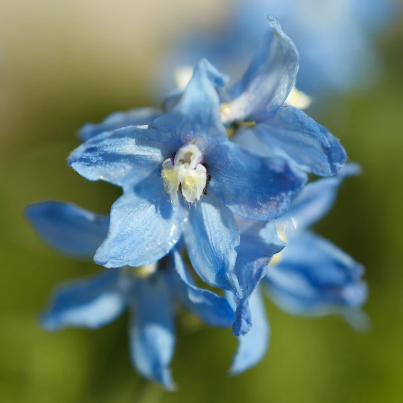 Delphinium Cliveden Beauty