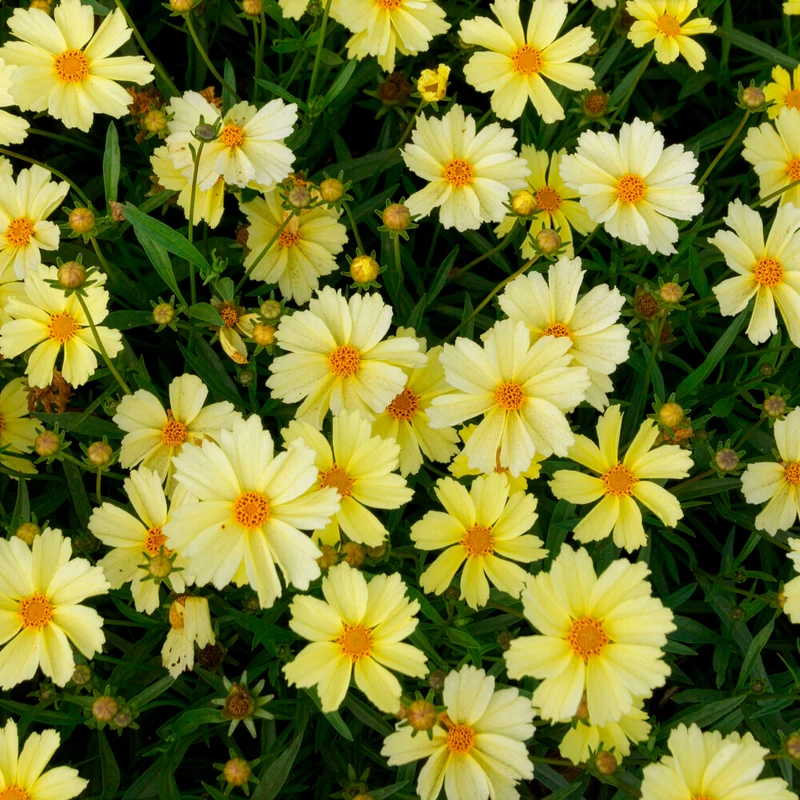Coreopsis Full Moon