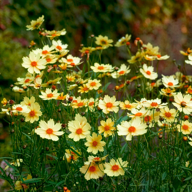 Coreopsis Full Moon