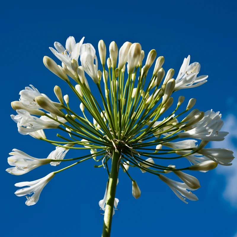 Collection de 9 plantes vivaces à fleurs blanches