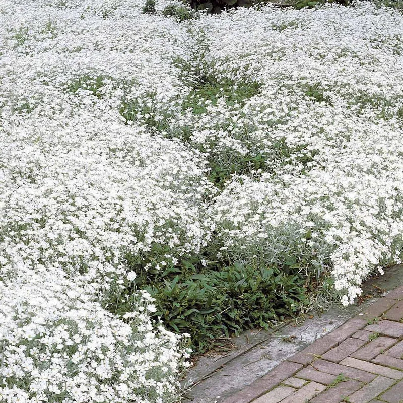 Collection de 9 plantes vivaces à fleurs blanches