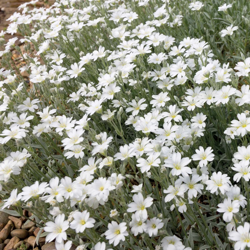 Collection de 9 plantes vivaces à fleurs blanches