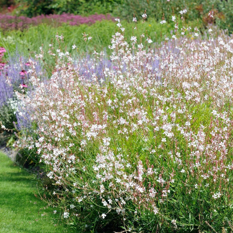 Collection de 9 plantes vivaces à fleurs blanches