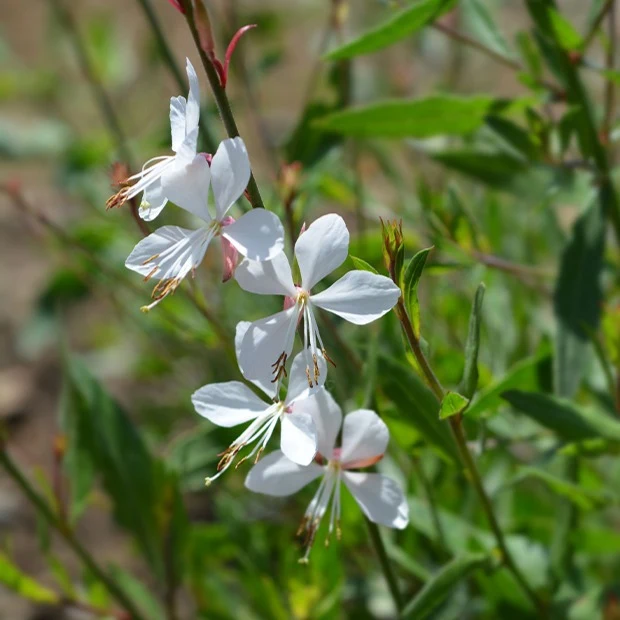 Collection de 9 plantes vivaces à fleurs blanches
