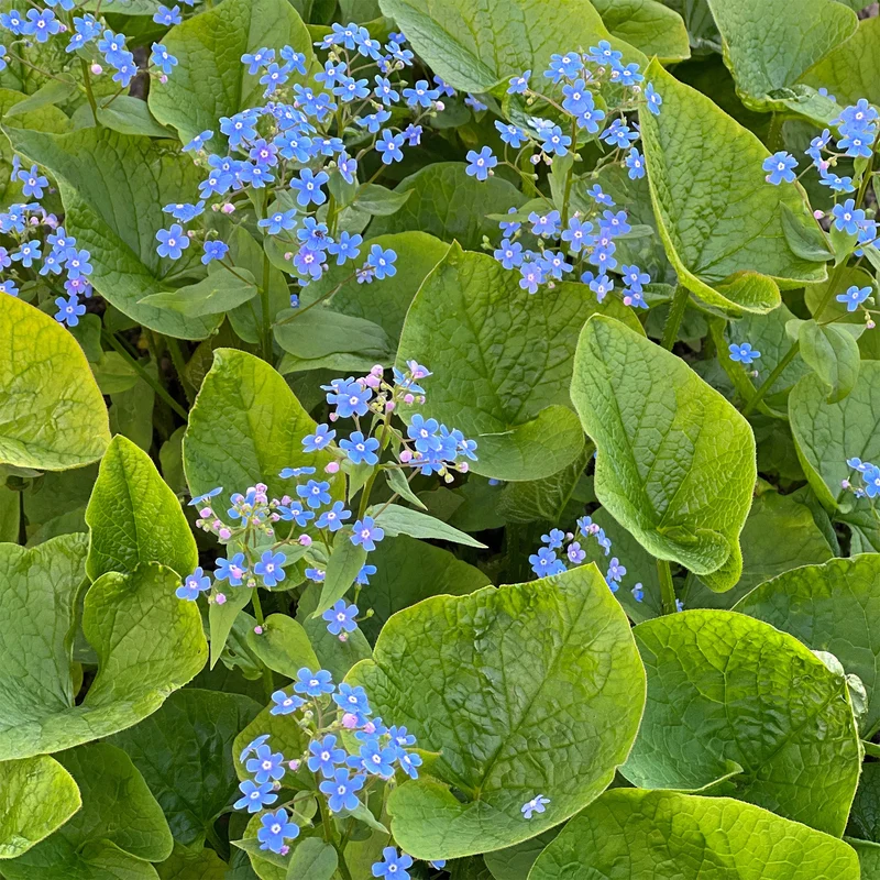 Myosotis du Caucase