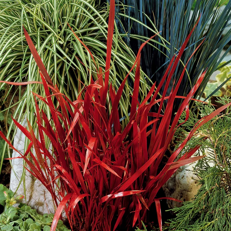 Collection de 7 plantes vivaces à feuillages originaux