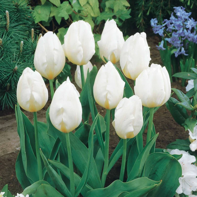 Collection de 20 Tulipes à longues tiges
