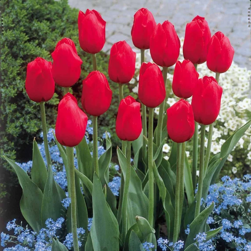 Collection de 20 Tulipes à longues tiges