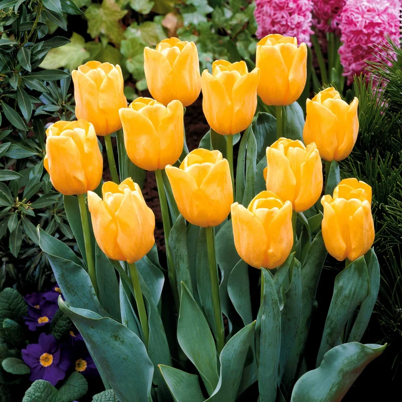 Collection de 20 Tulipes à longues tiges