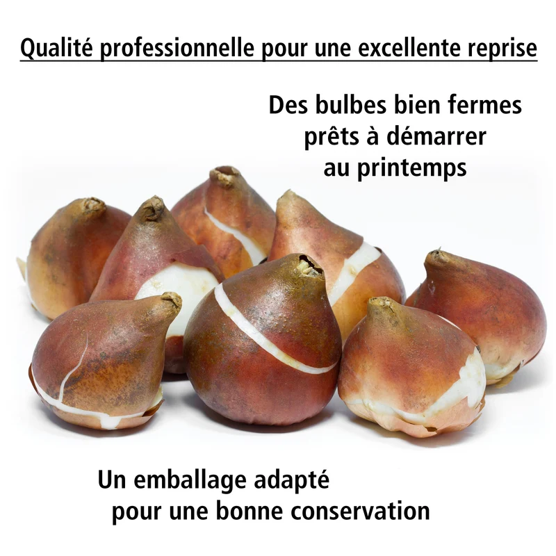 Collection de 20 Tulipes à longues tiges