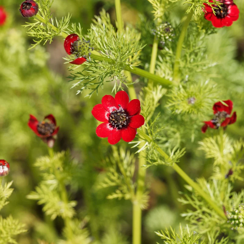 Adonis d'été Deep Red