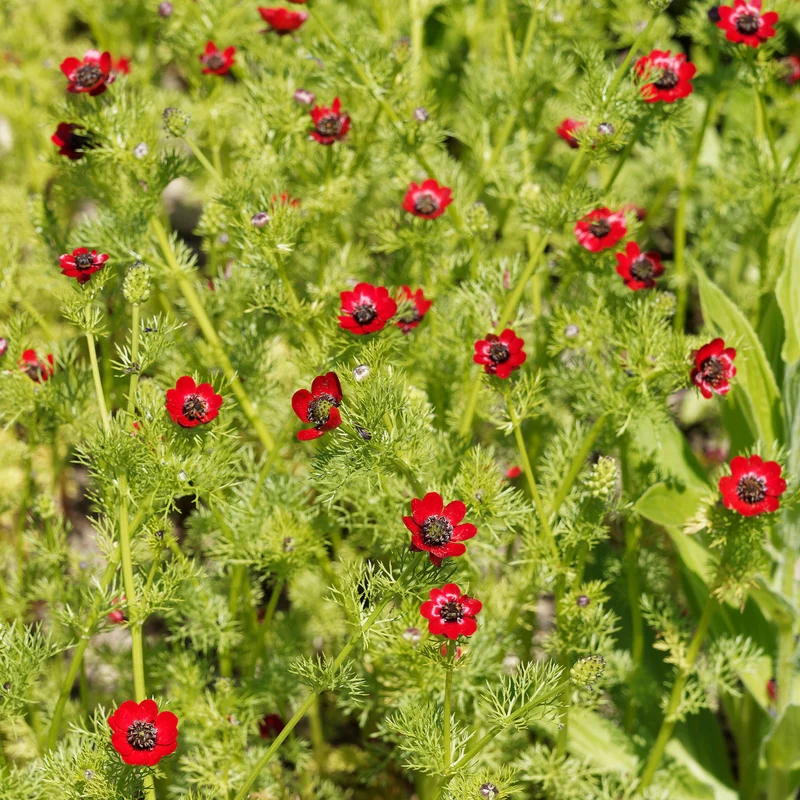 Adonis d'été Deep Red