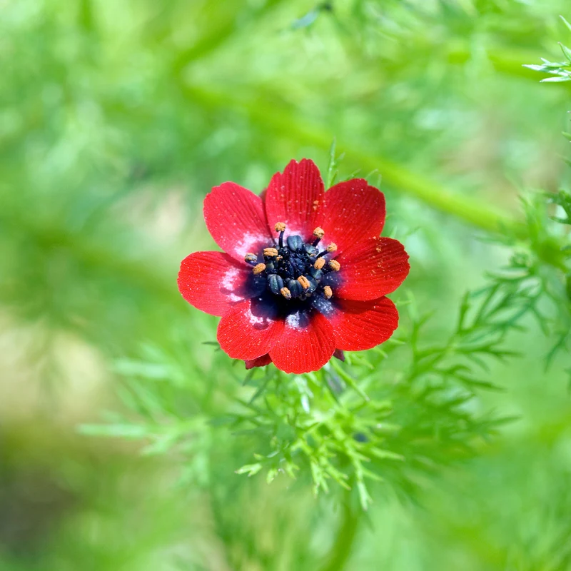 Adonis d'été Deep Red