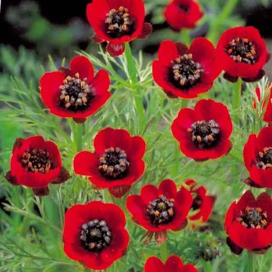 Adonis d'été Deep Red