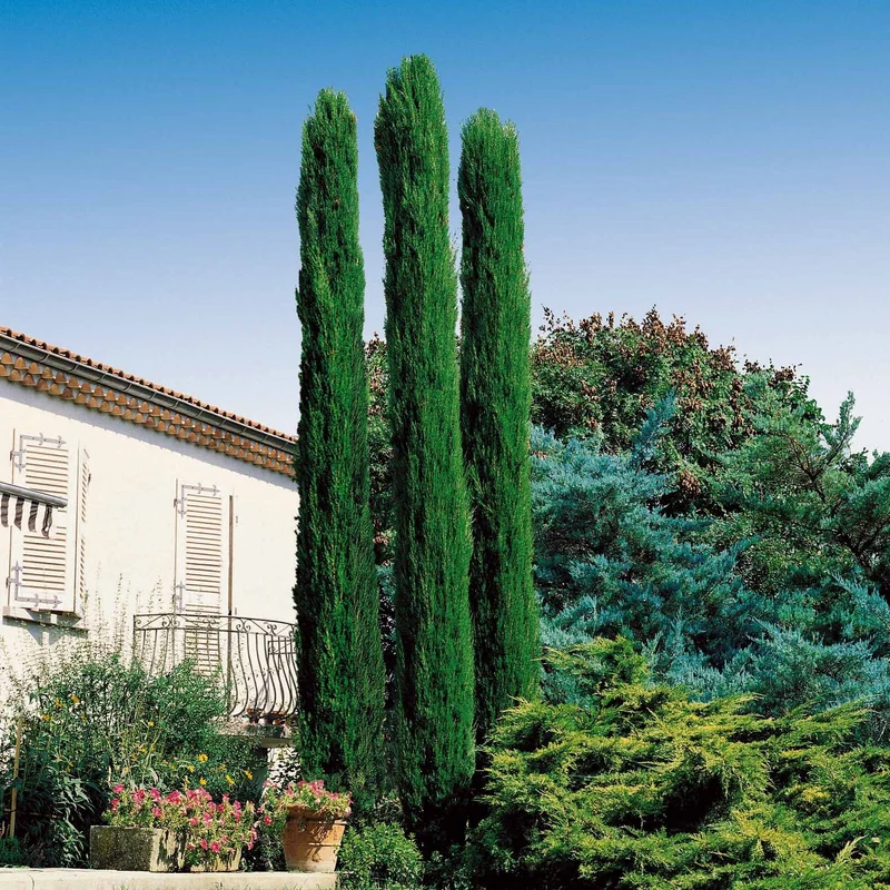 Collection de 3 arbustes : cyprès, céanothe, albizia
