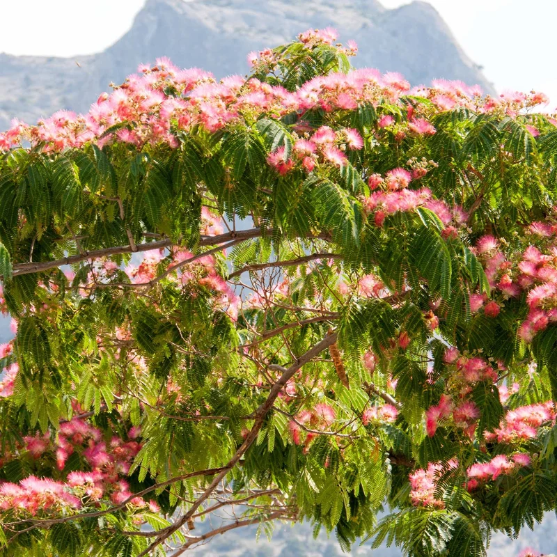 Collection de 3 arbustes : cyprès, céanothe, albizia