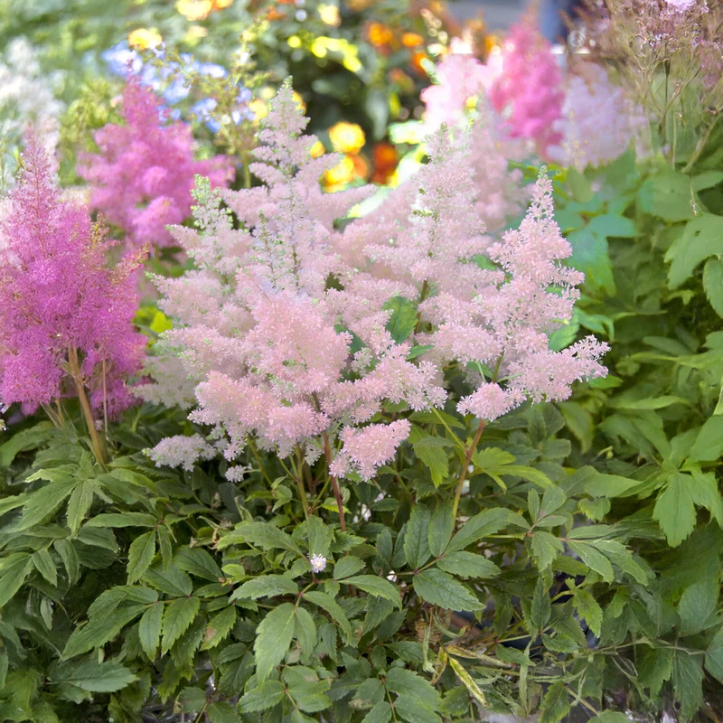 Astilbe du Japon Europa