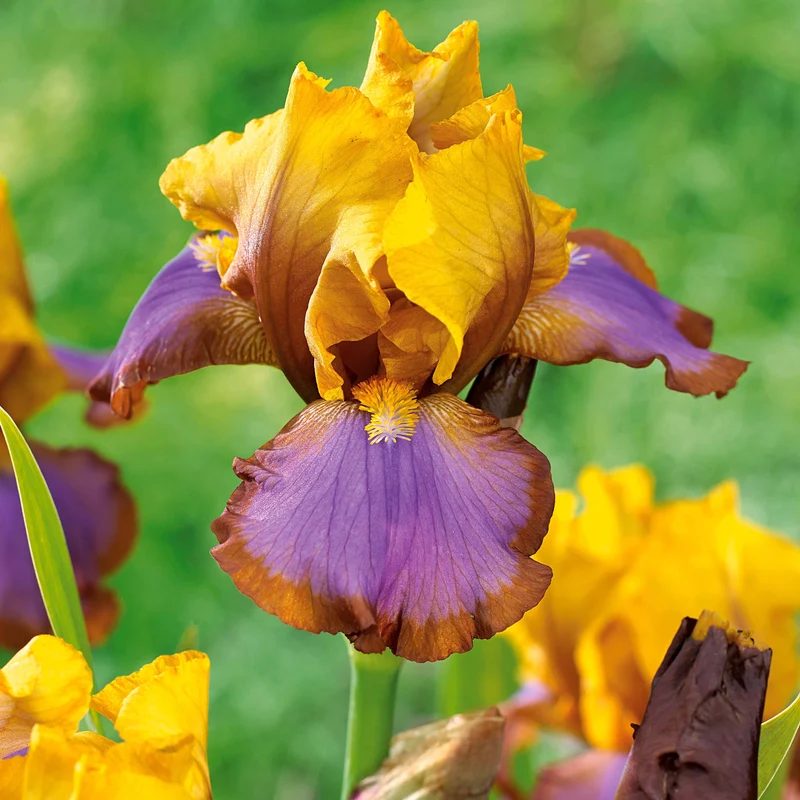 Collection de 6 Iris de jardin : Lasso, Bordure, Sangreal