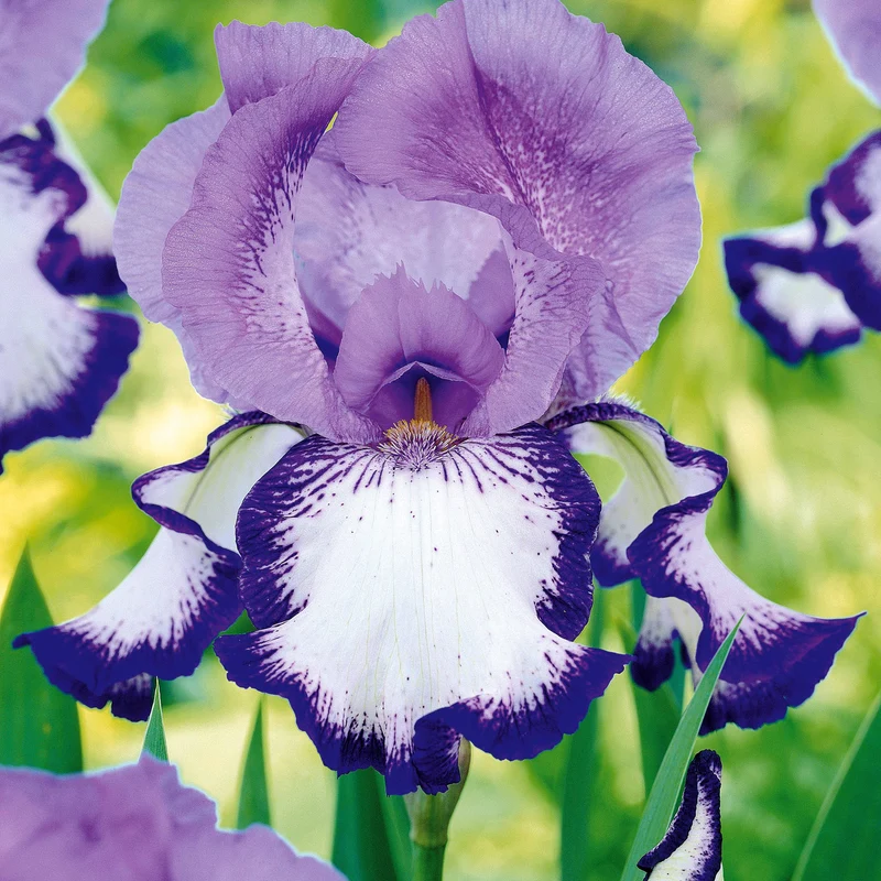 Collection de 6 Iris de jardin : Lasso, Bordure, Sangreal