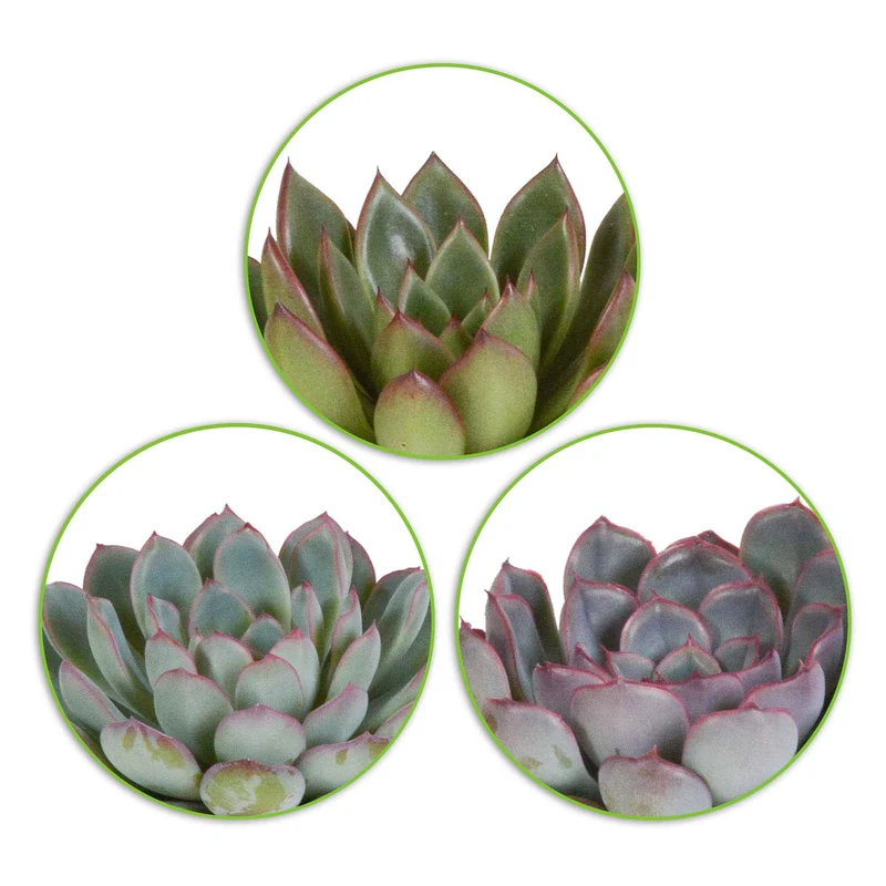 Mélange de 3 écheverias