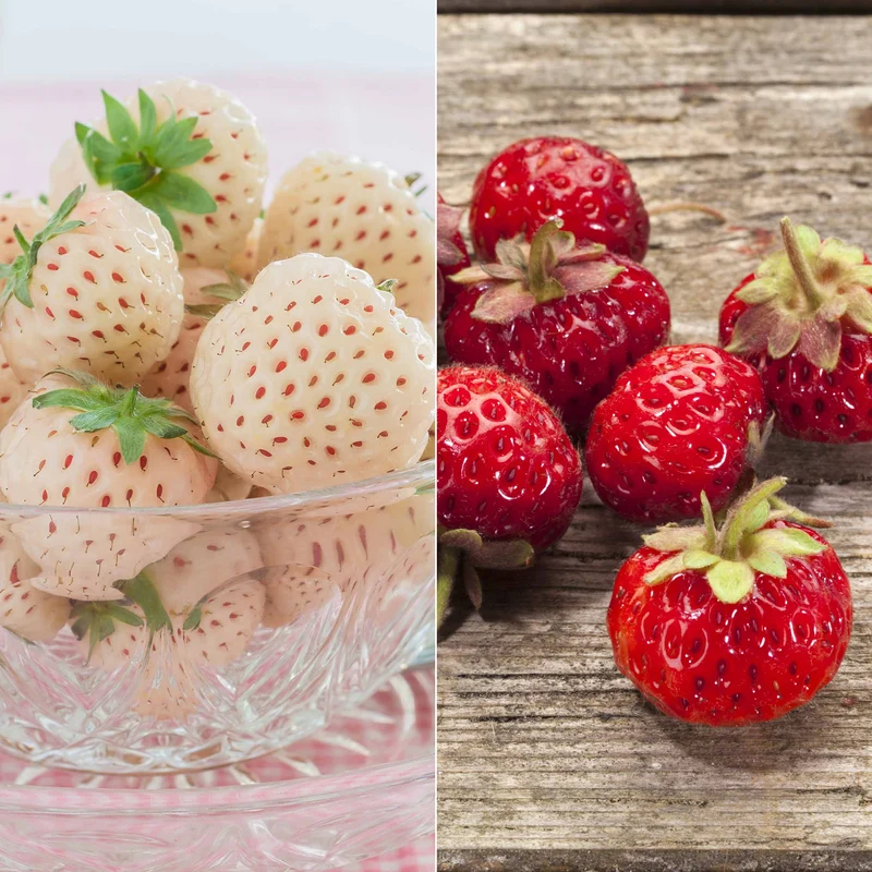 Collection de 4 fraisiers originaux