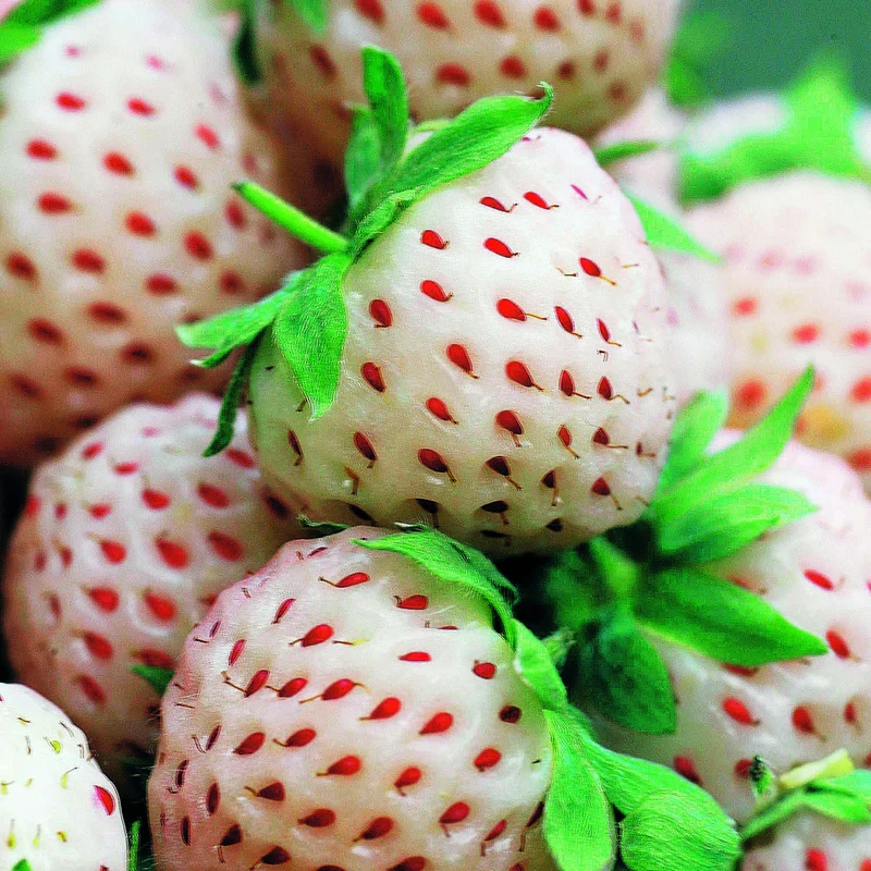 Collection de 4 fraisiers originaux