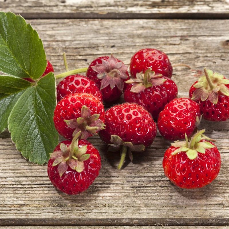 Collection de 4 fraisiers originaux
